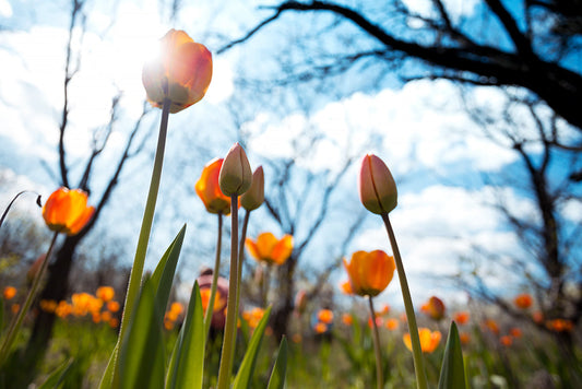Spring has Sprung!